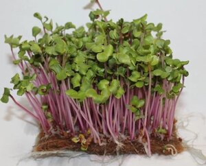 Семена микрозелени редиса Чайна Роуз, 100г