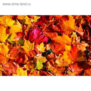 Фотобаннер, 300 200 см, с фотопечатью, люверсы шаг 1 м, «Осенние листья 1»