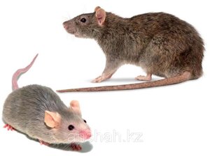 Дешевая отрава для крыс и мышей (300 шт)