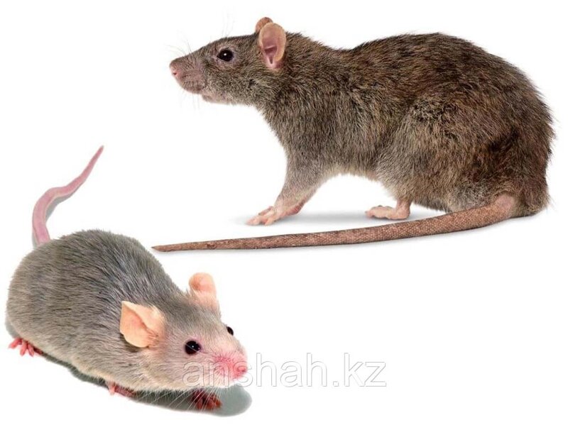 Крыса и мышь отличия. От крыс и мышей. Мышь и крыса разница. Отличие мыши от крысы.