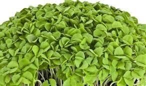 Базилик зеленый  для микрозелени, 100г от компании "КазГидропоника" - фото 1