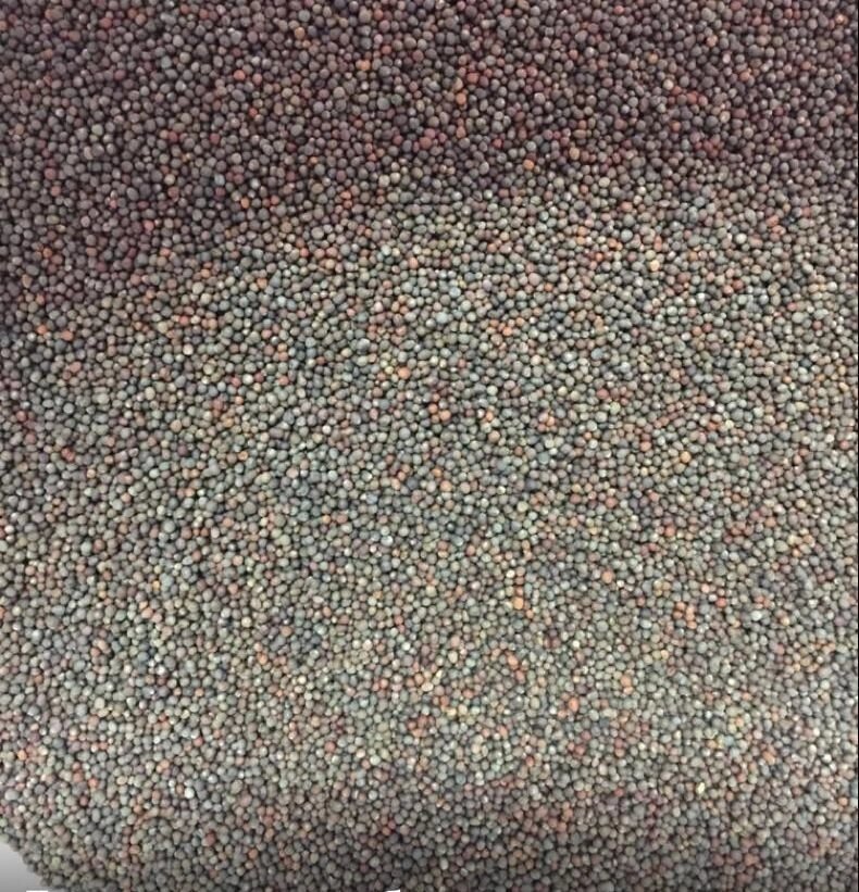 Брокколи Калабрезе семена для микрозелени, 100г от компании "КазГидропоника" - фото 1