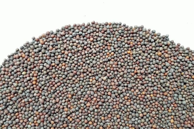 Брокколи семена для микрозелени, 100г от компании "КазГидропоника" - фото 1