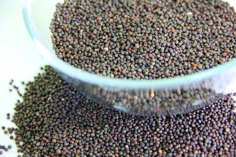 Кольраби красный семена для микрозелени, 100г от компании "КазГидропоника" - фото 1