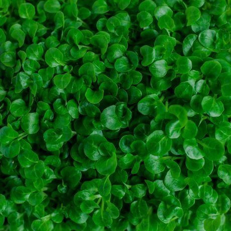 Корн салат для микрозелени, 100г от компании "КазГидропоника" - фото 1