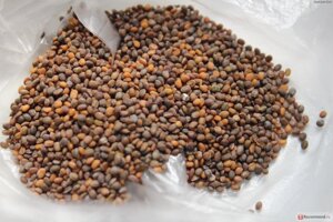 Руккола Индау семена для микрозелени, 100г в Астане от компании "КазГидропоника"