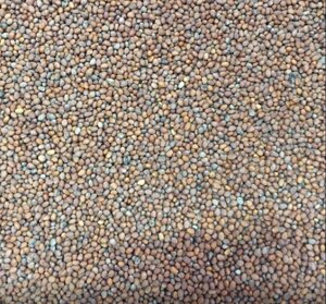 Редис Дайкон семена для микрозелени, 100г в Астане от компании "КазГидропоника"