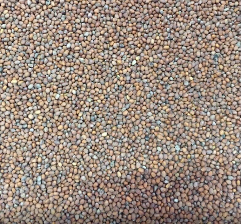 Редис Дайкон семена для микрозелени, 100г от компании "КазГидропоника" - фото 1