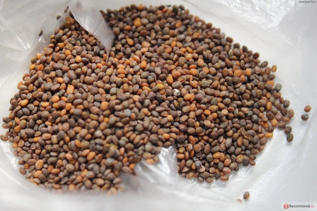 Руккола Индау семена для микрозелени, 100г от компании "КазГидропоника" - фото 1