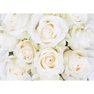 Фотообои 'Белые розы'8 листов), 280х200 см