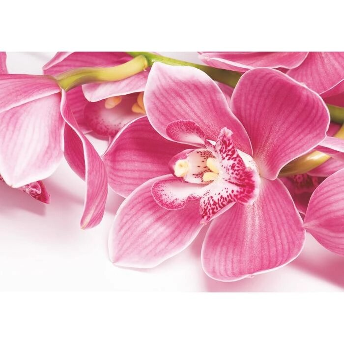 Фотообои 'Орхидея' (4 листа)  200*140 см от компании Интернет-магазин "Flap" - фото 1