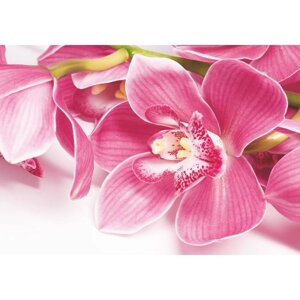 Фотообои 'Орхидея'4 листа) 200*140 см