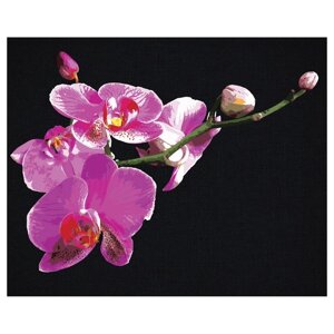 Картина по номерам на черном холсте 'Цветы орхидеи'40 x 50 см