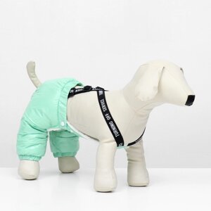 Комбинезон-штаны для собак, размер XL (ДС 44, ОТ 48 см), мятный