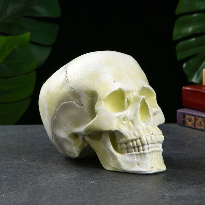 Копилка 'Череп' кость белая, 16х13х22см от компании Интернет-магазин "Flap" - фото 1