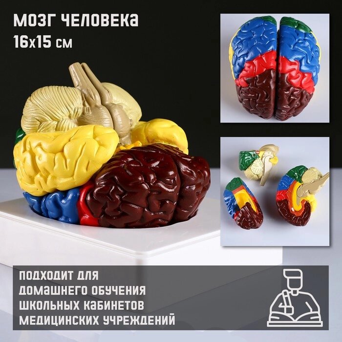 Макет 'Мозг человека' 16*15см от компании Интернет-магазин "Flap" - фото 1
