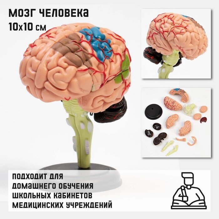 Макет 'Мозг человека' разборный, 10*10 см от компании Интернет-магазин "Flap" - фото 1