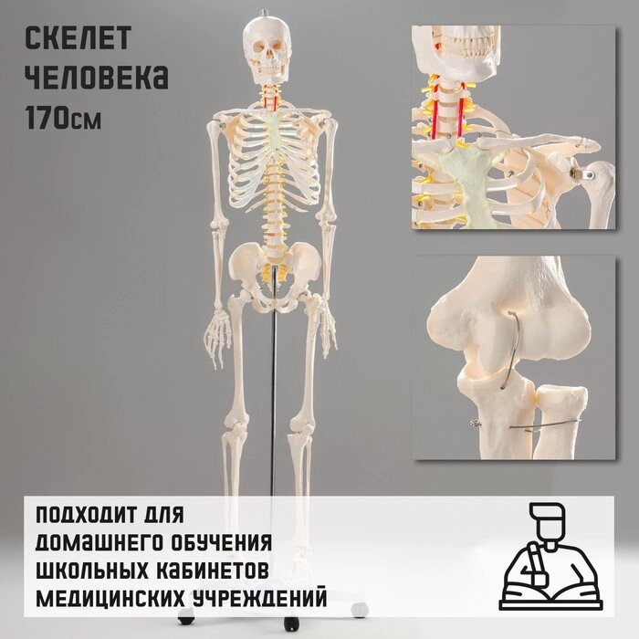 Макет 'Скелет человека' 170см от компании Интернет-магазин "Flap" - фото 1