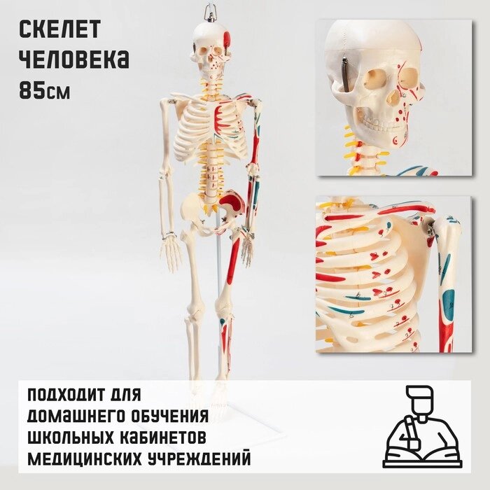 Макет 'Скелет человека' 85см от компании Интернет-магазин "Flap" - фото 1