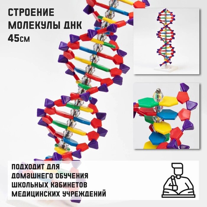 Макет 'Строение молекулы ДНК', 45см от компании Интернет-магазин "Flap" - фото 1