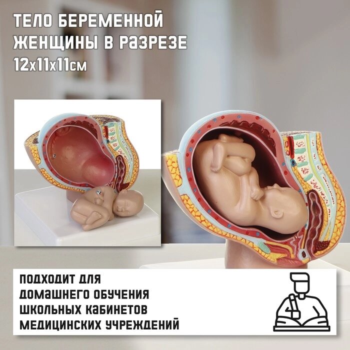 Макет 'Тело беременной женщины в разрезе' 12*11*11см от компании Интернет-магазин "Flap" - фото 1