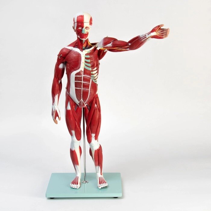 Макет 'Тело человека, мышцы, внутренние органы', разборный 78см от компании Интернет-магазин "Flap" - фото 1