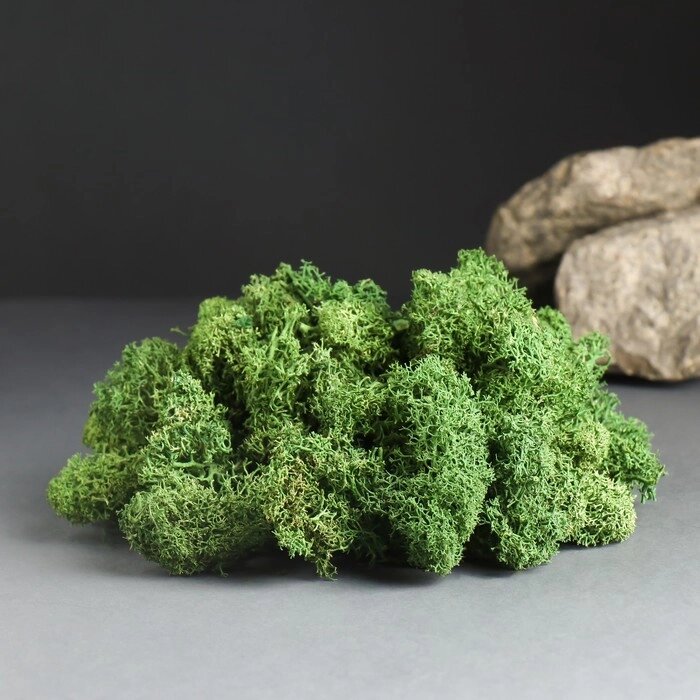 Мох ягель стабилизированный, премиум, 'Натуральный зелёный' 1000 гр. от компании Интернет-магазин "Flap" - фото 1