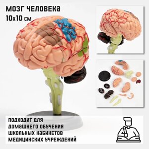 Макет 'Мозг человека' разборный, 10*10 см