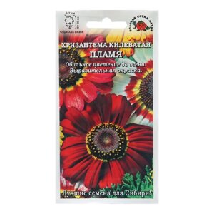 Семена цветов Хризантема 'Пламя килеватая', 0,1 г