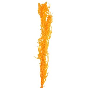 Сухие цветы амаранта, 100 г, размер листа от 50 до 60 см, цвет оранжевый