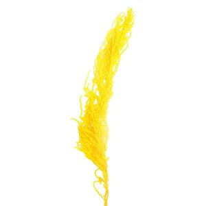Сухие цветы амаранта, 100 г, размер листа от 50 до 60 см, цвет жёлтый
