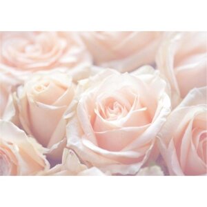Фотообои B-014 Bellissimo 'Нежные розы', 4 листа 1400х2000 мм