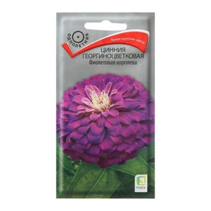 Семена цветов Цинния георгиноцветковая 'Фиолетовая королева' 0,4 г