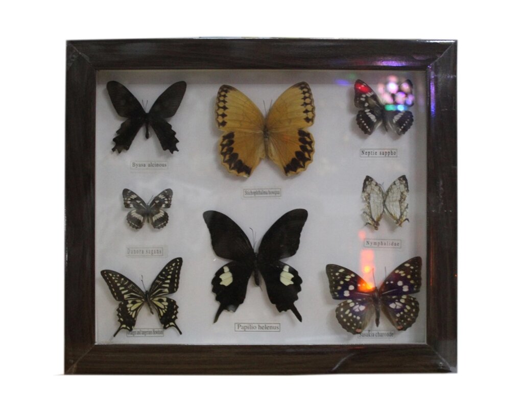 Энтомологический набор из 8 бабочек от компании Интернет-магазин VPROK_kz - фото 1