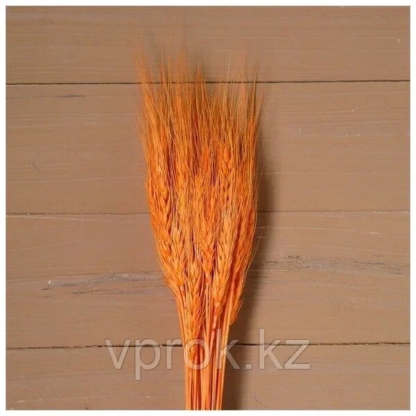 Сухой колос пшеницы, набор 50 шт, цвет жёлто-оранжевый от компании Интернет-магазин VPROK_kz - фото 1