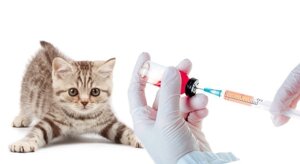 Вакцинации собак и кошек