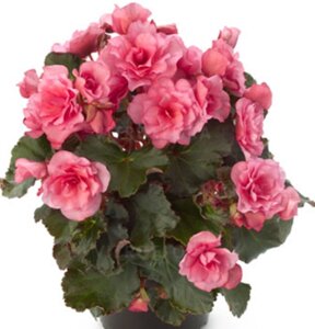 Бегония Elatior Glory Pink №307/ подрощенное растение