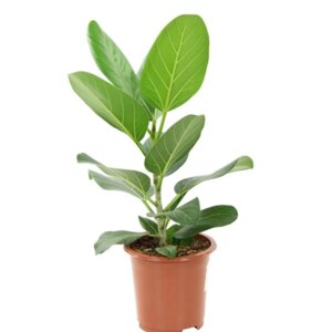 Фикус bengalensis Audrey d12/ взрослое растение