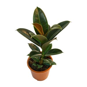 Фикус elastica Robusta d12 / взрослое растение