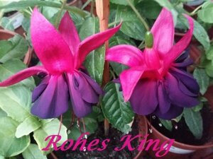 Фуксия Rohes King / подрощенное растение