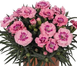 Гвоздика Spring Pink Shades/ подрощенное растение