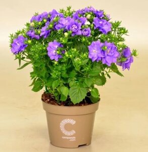 Isofila Dublin Blue / подрощенное цветущее растение