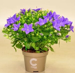 Isofila Napoli Blue/ подрощенное цветущее растение
