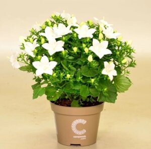 Isophila Atlanta White / взрослое цветущее растение