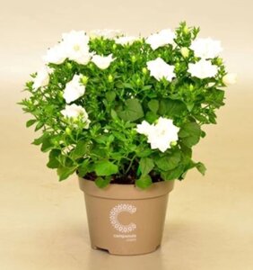 Isophila Dublin White/ подрощенное цветущее растение