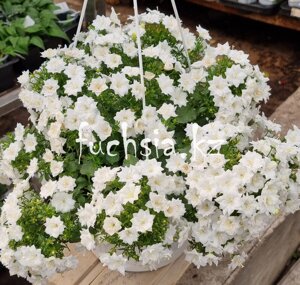 Кампанула Isophila Dublin White/ подрощенное растение