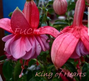 King of Hearts/ укор. черенок