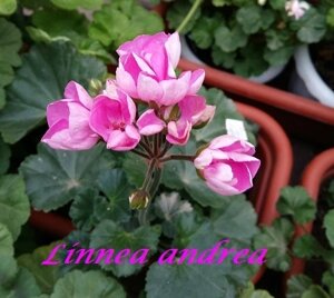 Linnea Andrea /тюльпановидная / укор. черенок
