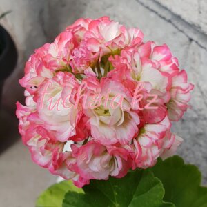 Пеларгония Apple Blossom Rosebud/розебуд / укор. черенок