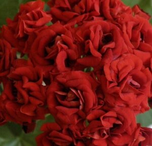 Пеларгония Botan's Roda/розебуд / подрощенное растение